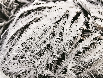 霜打大芥菜 更脆更甘甜